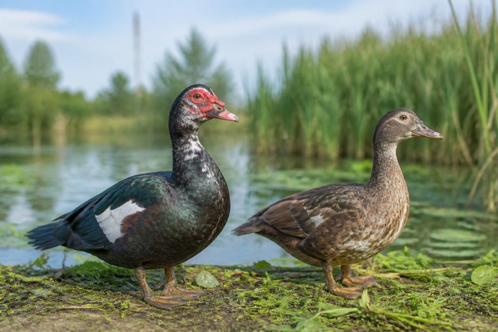 découvrez les caractéristiques du canard dinde, les différences entre mâles et femelles ainsi que les prix pour bien choisir votre élevage.